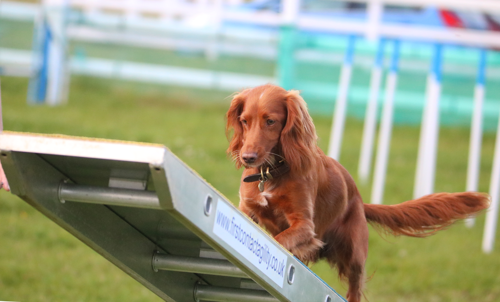 Hounds and Hooves Dog Training – Dorchester Dog Training
